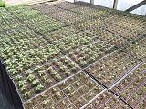 Semis en serre - Greenhouse seedlings