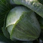 Chou par un matin froid - Cabbage on a Chilly Morning