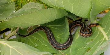 Couleuvre - Garden Snake