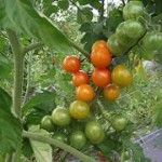 Tomates cerise - Cherry tomatoes