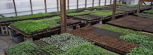 Serre début mai - Early May Greenhouse
