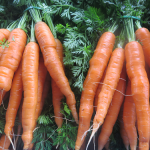 Carottes en botte - Bunched Carrots
