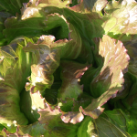Laitue 1 - Lettuce 1