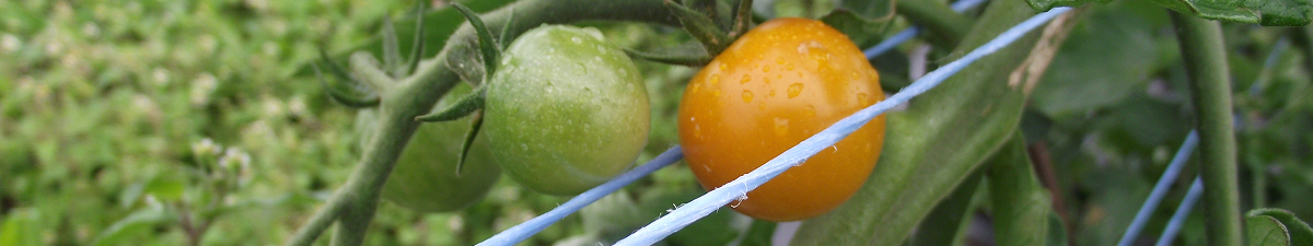 Tomates pas mûres - Unripe tomatoes_S