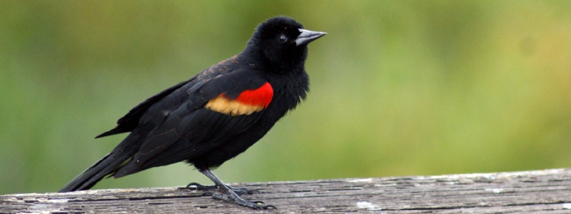 Carouge à épaulettes - Red-Winged Blackbird_S
