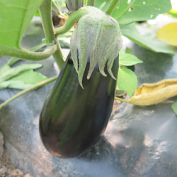 Aubergine 2015 - Eggplant 2015