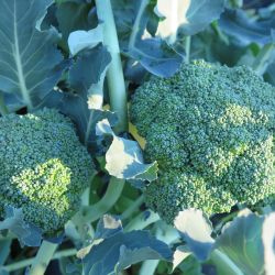 Brocoli X 2 - Double Broccoli