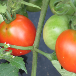 Glacier tomatoes