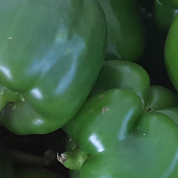 Green pepper pic